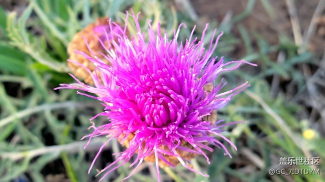 【山野之間】山中小花