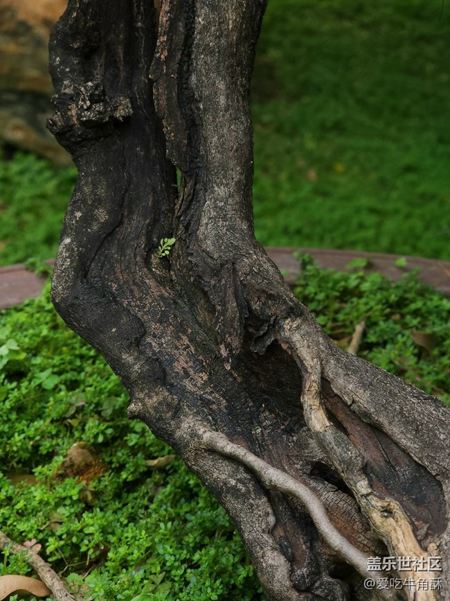 【山野之間】綠之氣息