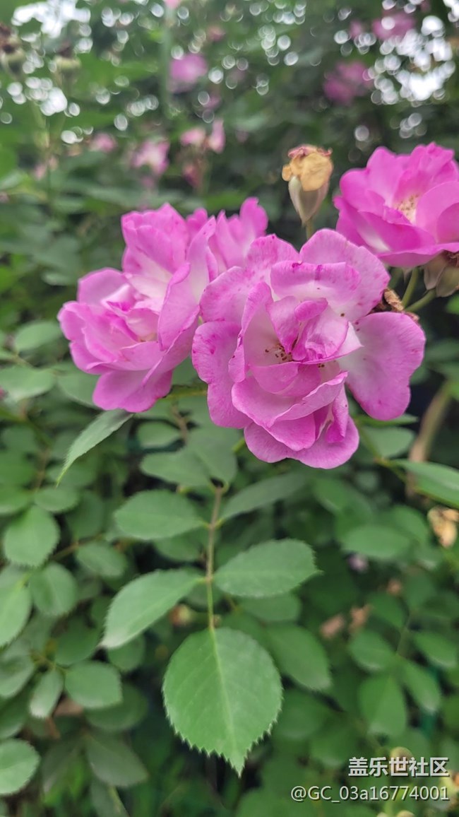 【春色滿園】春色撩人