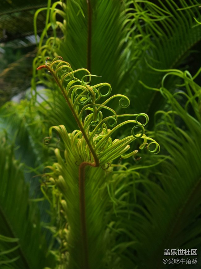 【山野之間】綠之氣息