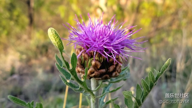 【山野之間】山中小花