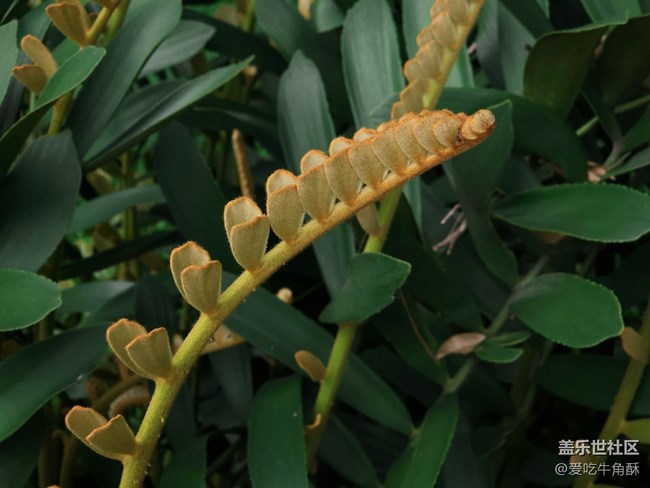 【山野之間】綠之氣息