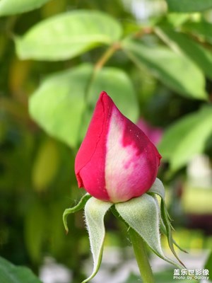 【我的五一】誰(shuí)不喜歡花呢