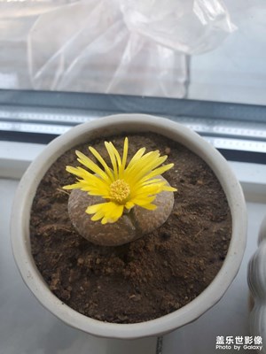 生石花