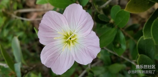 美麗的花兒繼續(xù)……