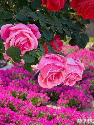 【至生活】+花語(yǔ)