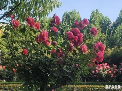 來看月季