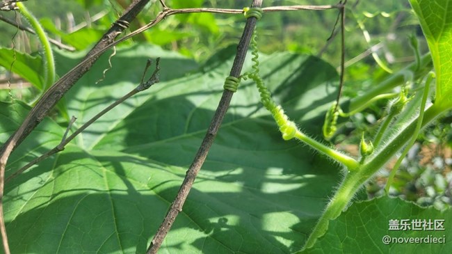 【初夏味道】農(nóng)作物
