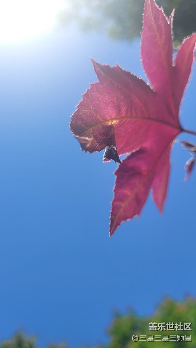 【春色滿園】樹(shù)葉