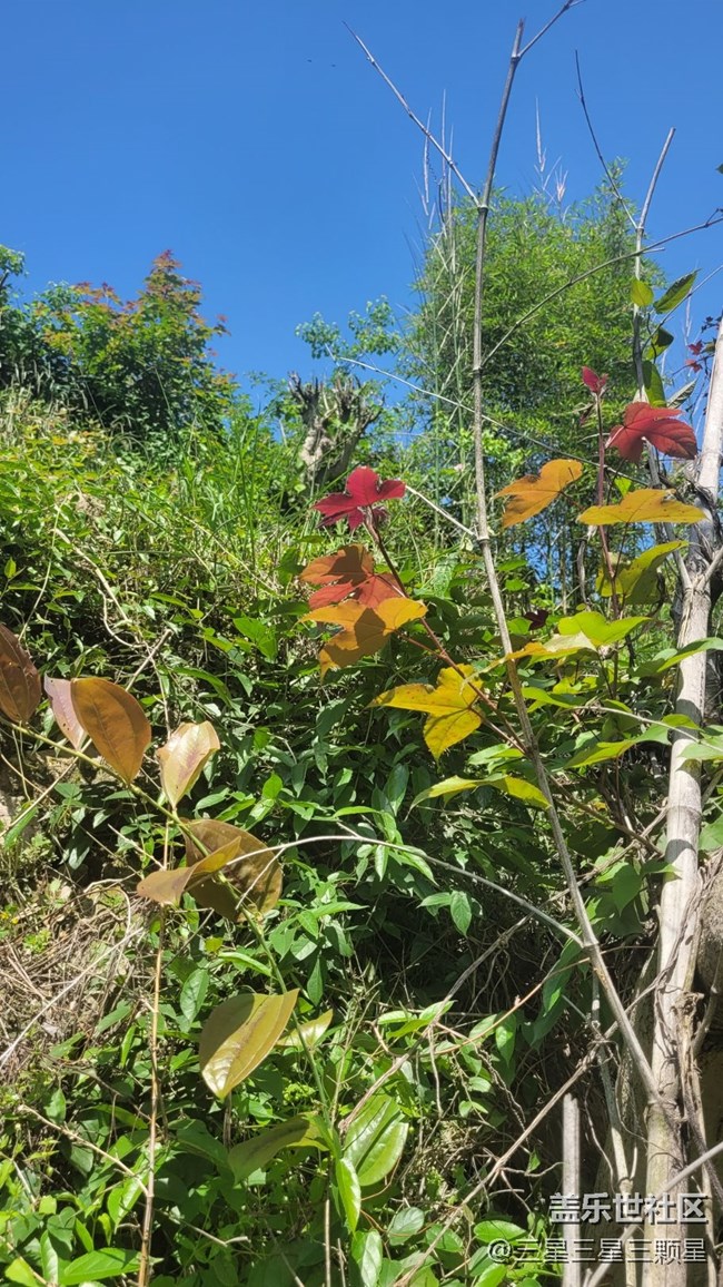 【春色滿園】樹(shù)葉