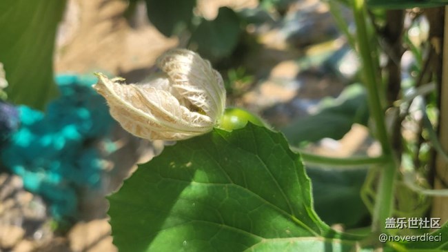 【初夏味道】農(nóng)作物