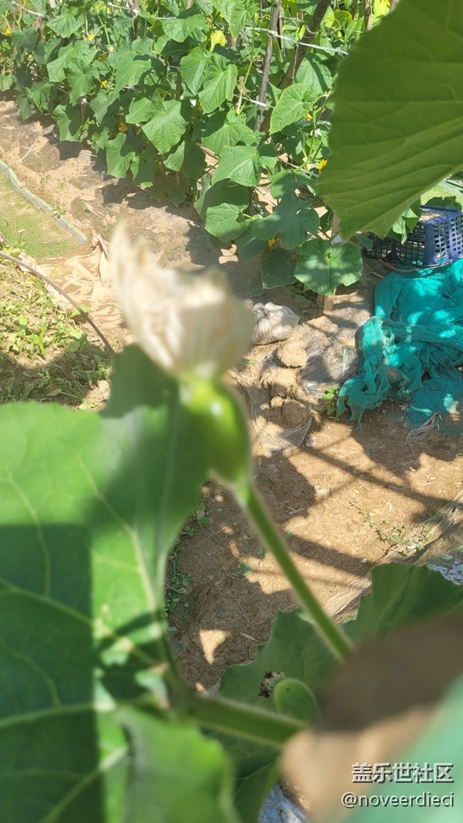 【初夏味道】農(nóng)作物