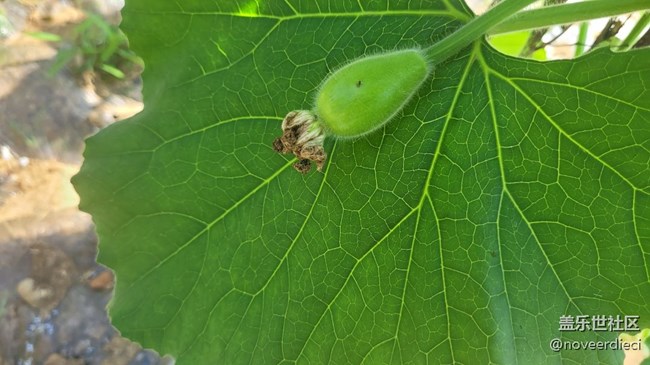 【初夏味道】農(nóng)作物