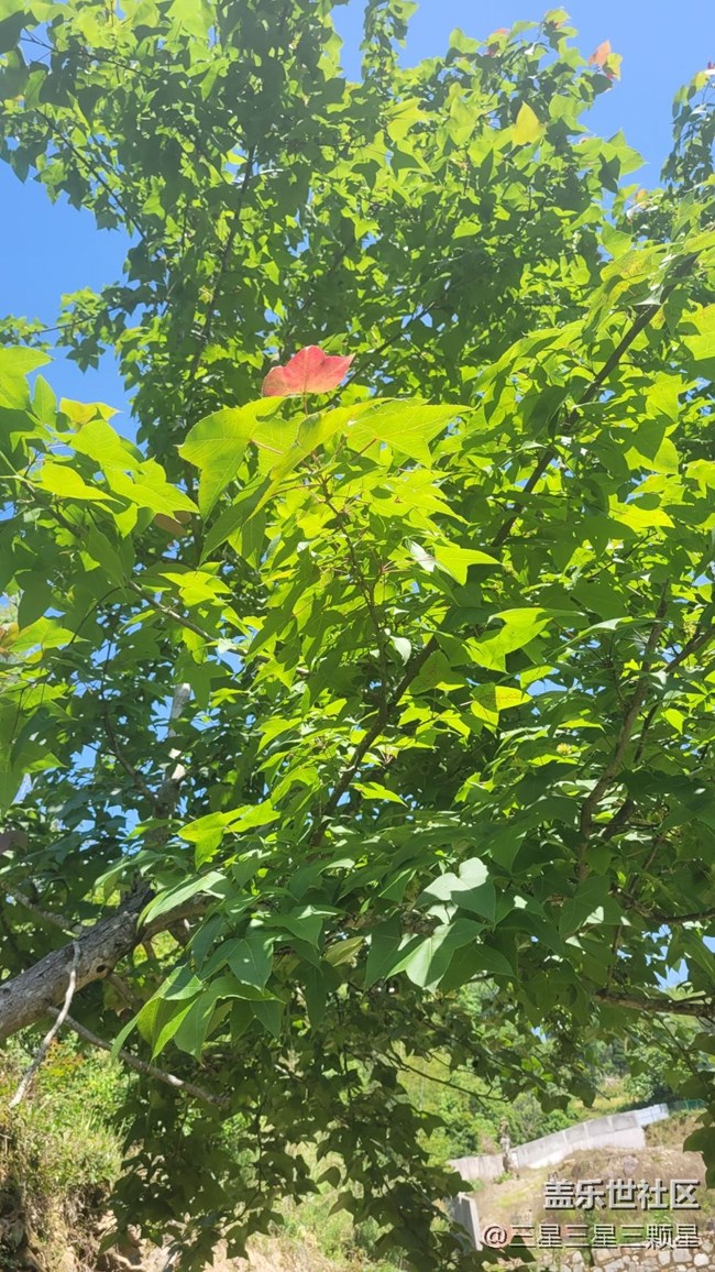 【春色滿園】樹(shù)葉