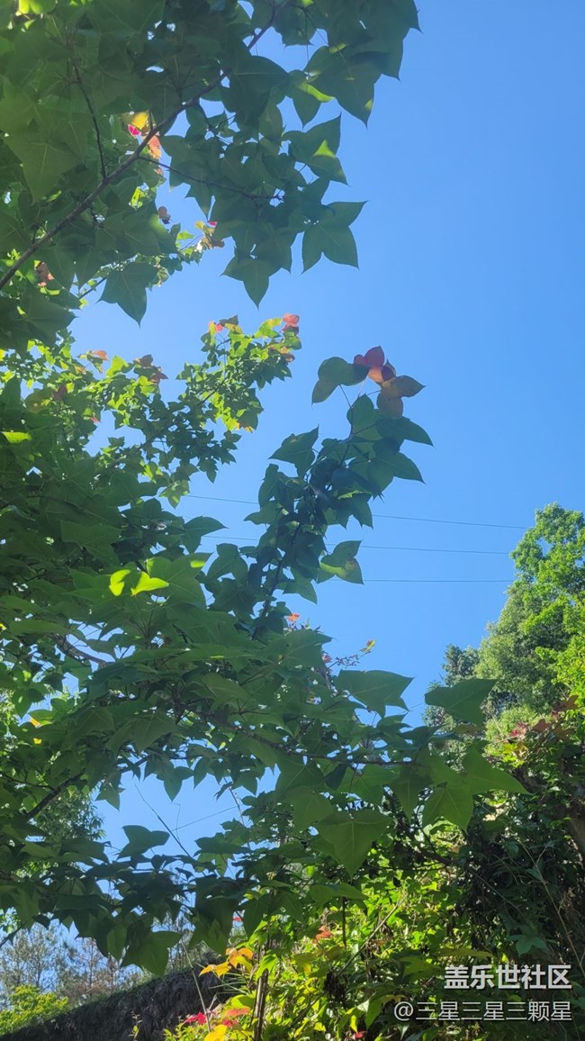 【春色滿園】樹(shù)葉