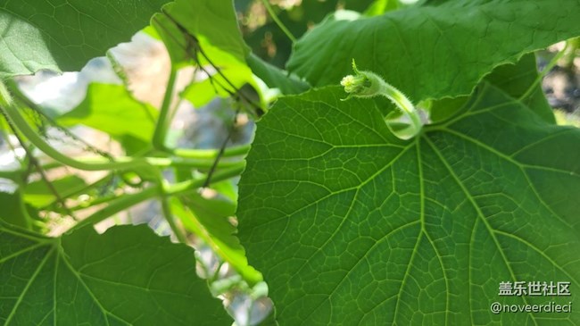 【初夏味道】農(nóng)作物