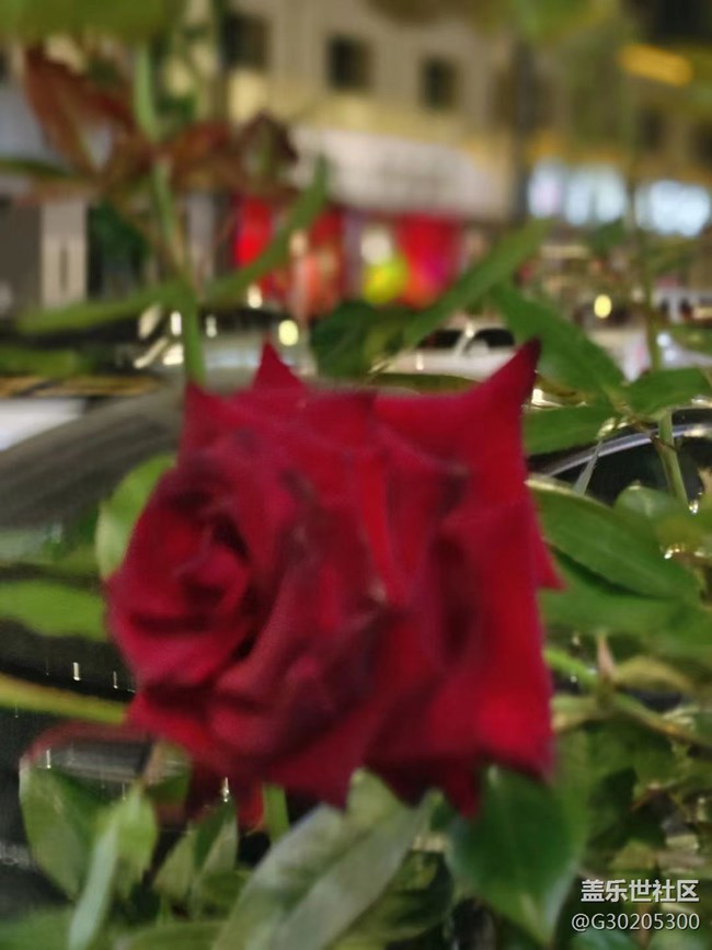 【初夏味道】花花