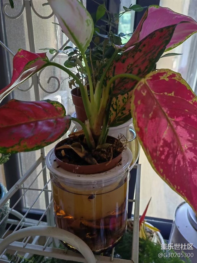 【春色滿園】綠植