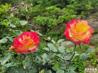 美圖