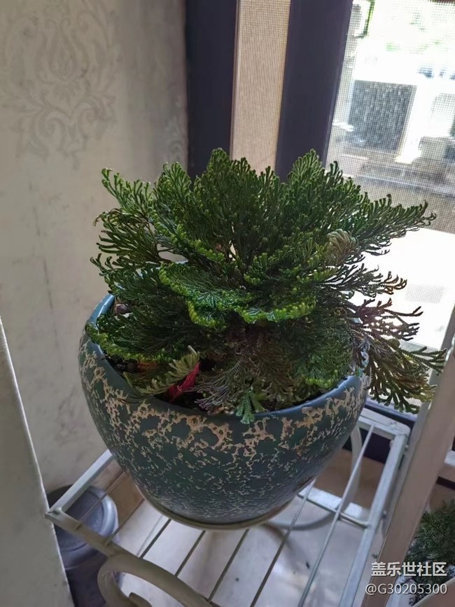 【春色滿園】綠植