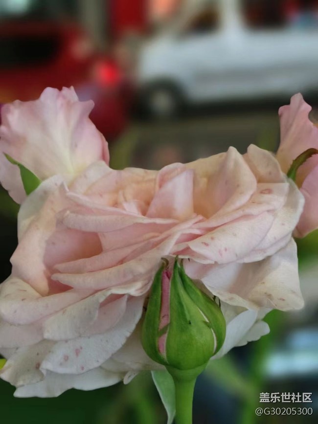 【初夏味道】花花