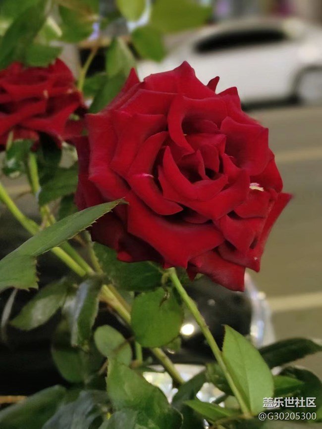 【初夏味道】花花