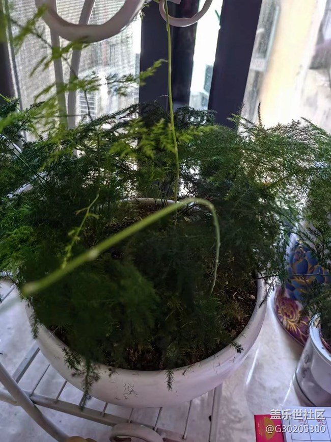 【春色滿園】綠植