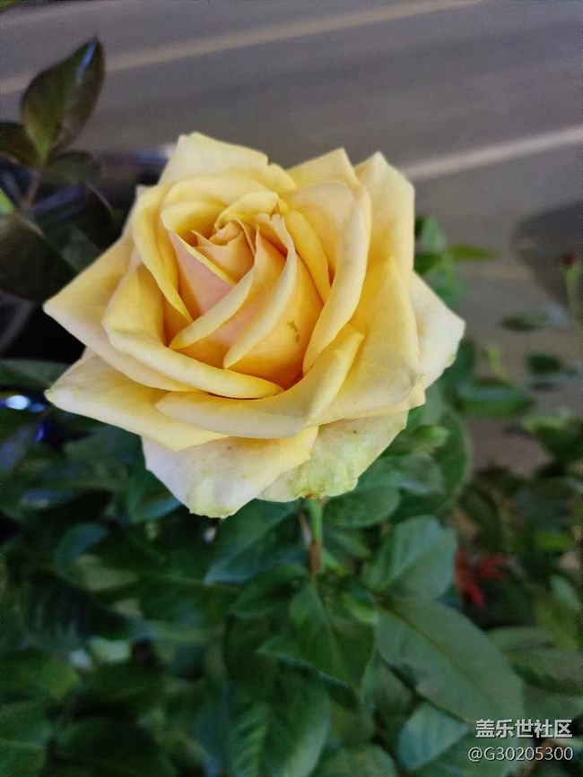 【初夏味道】花花