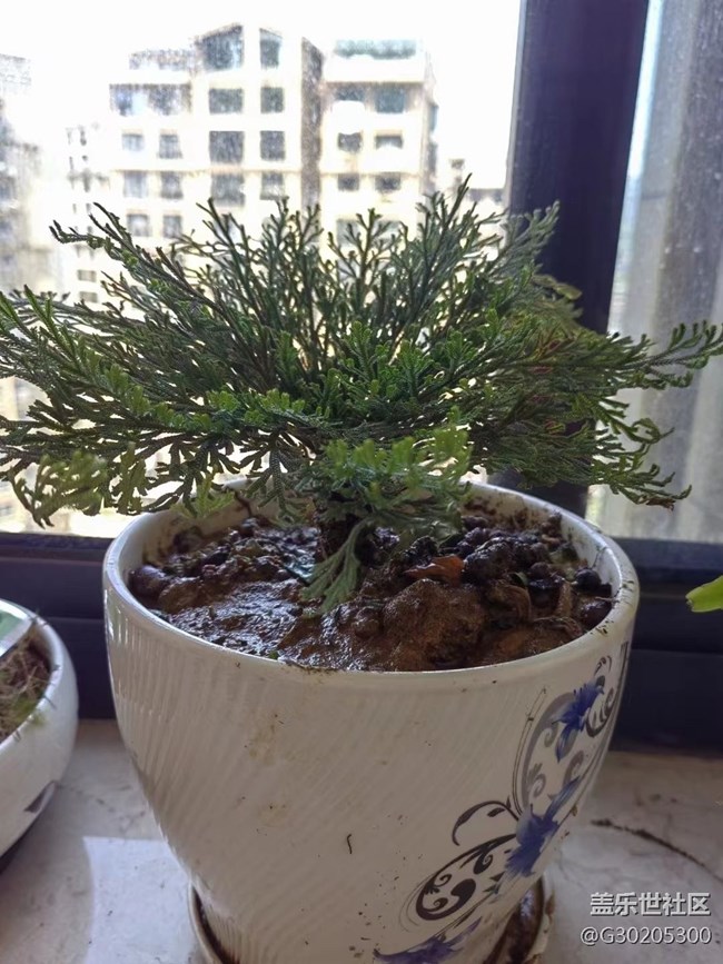 【春色滿園】綠植