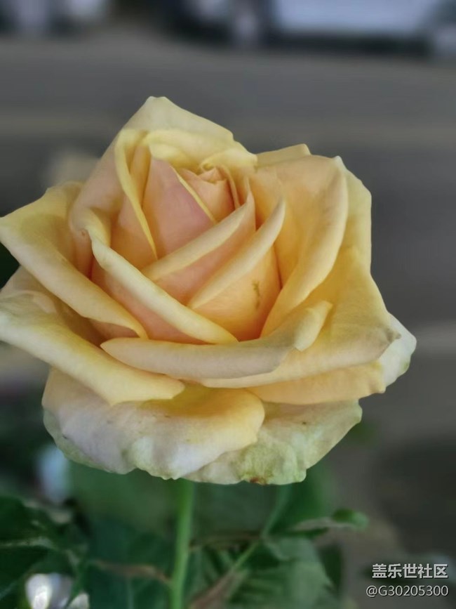 【初夏味道】花花