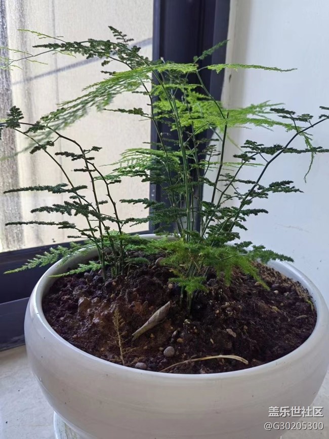 【春色滿園】綠植