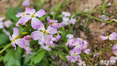 【五一隨拍】家長(zhǎng)的花花
