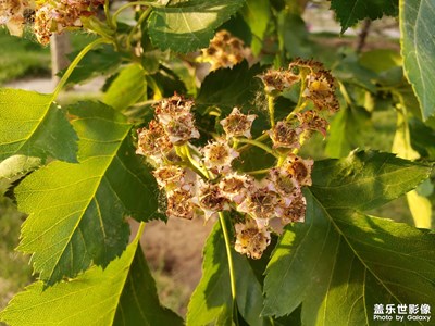 隨拍花草