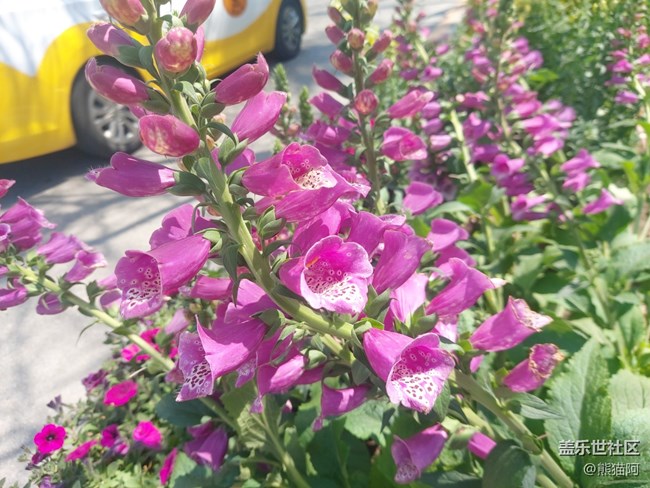 【春色滿園】花香