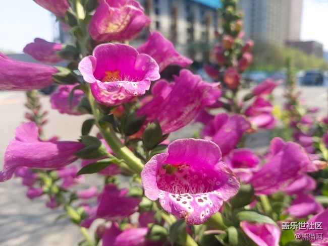 【春色滿園】花香