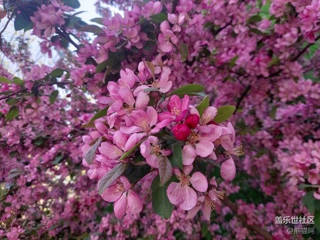 【春色滿園】花香