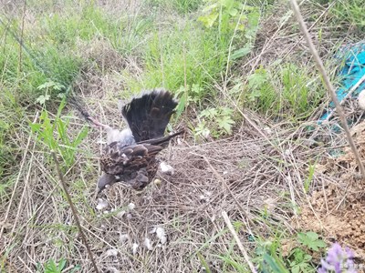 【我的五一】救助被困小鳥