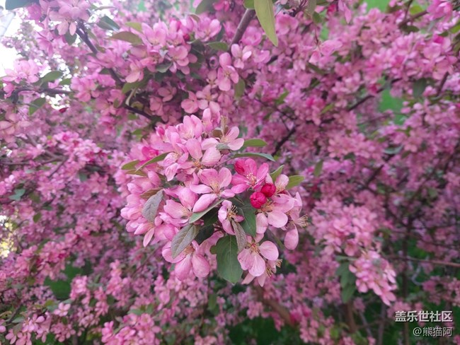 【春色滿園】花香