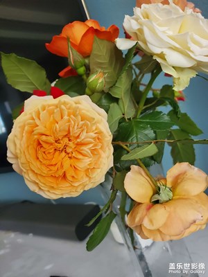 花開富貴