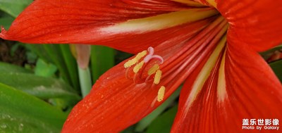 朱頂紅