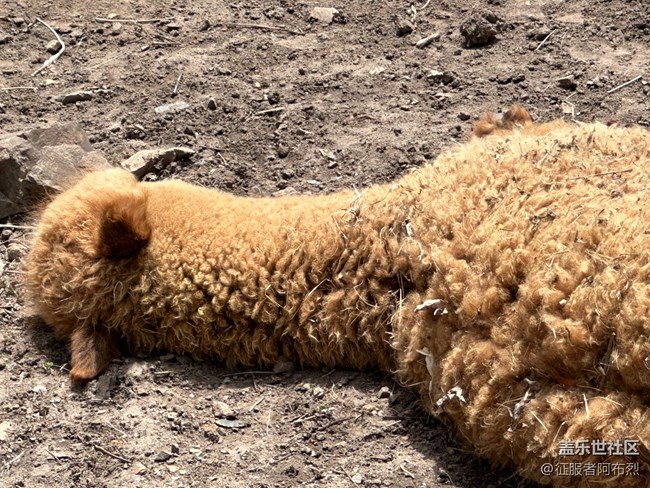 【鹿苑之行】——我和哈爾濱星粉出去玩的一天