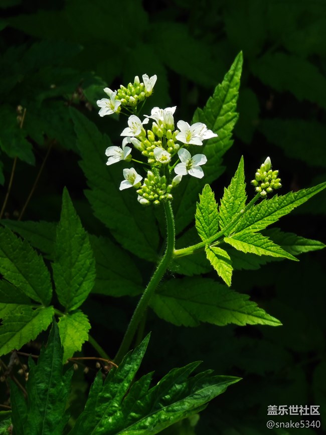 登高望遠(yuǎn)……遼陽(yáng)核伙溝森林公園回顧