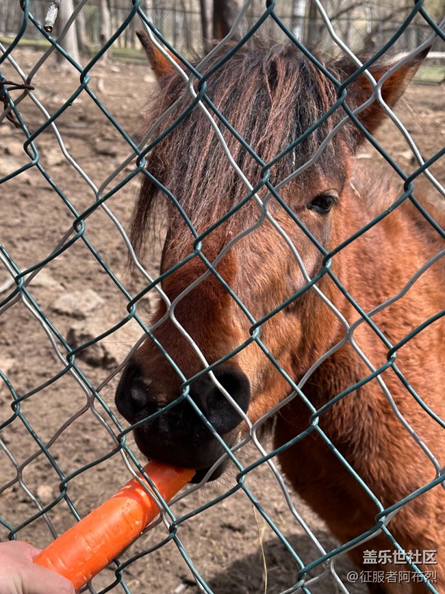 【鹿苑之行】——我和哈爾濱星粉出去玩的一天