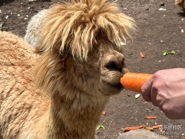 【鹿苑之行】——我和哈爾濱星粉出去玩的一天