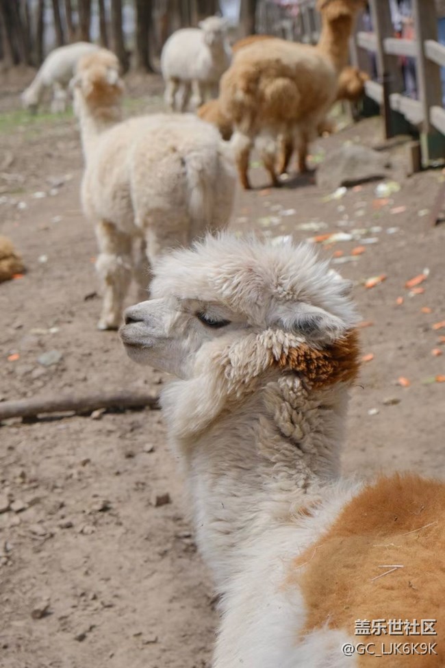 哈爾濱星部落平山鹿苑攝影行