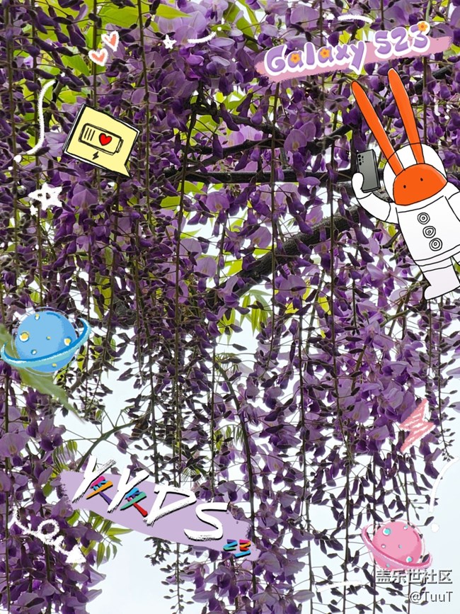 【mission兔打卡】+遇見紫藤