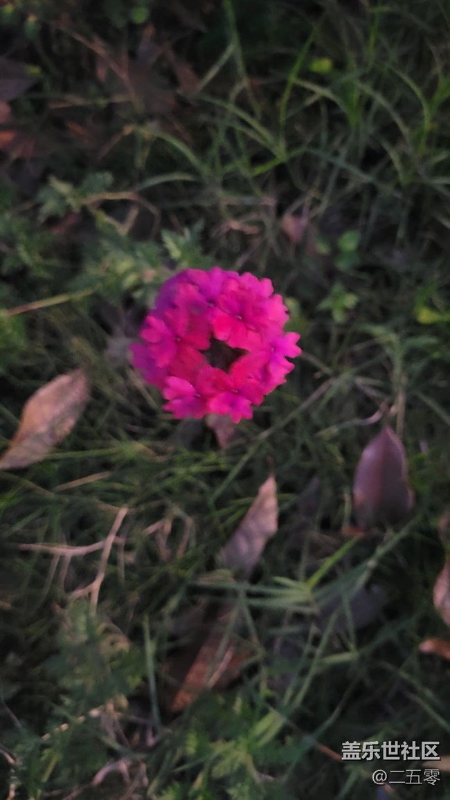 【初夏味道】夜拍花骨朵