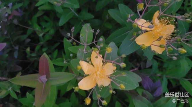 【初夏味道】夜拍花骨朵