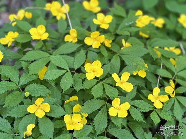 【沈陽星部落】初夏，遼陽核伙溝踏青游玩~