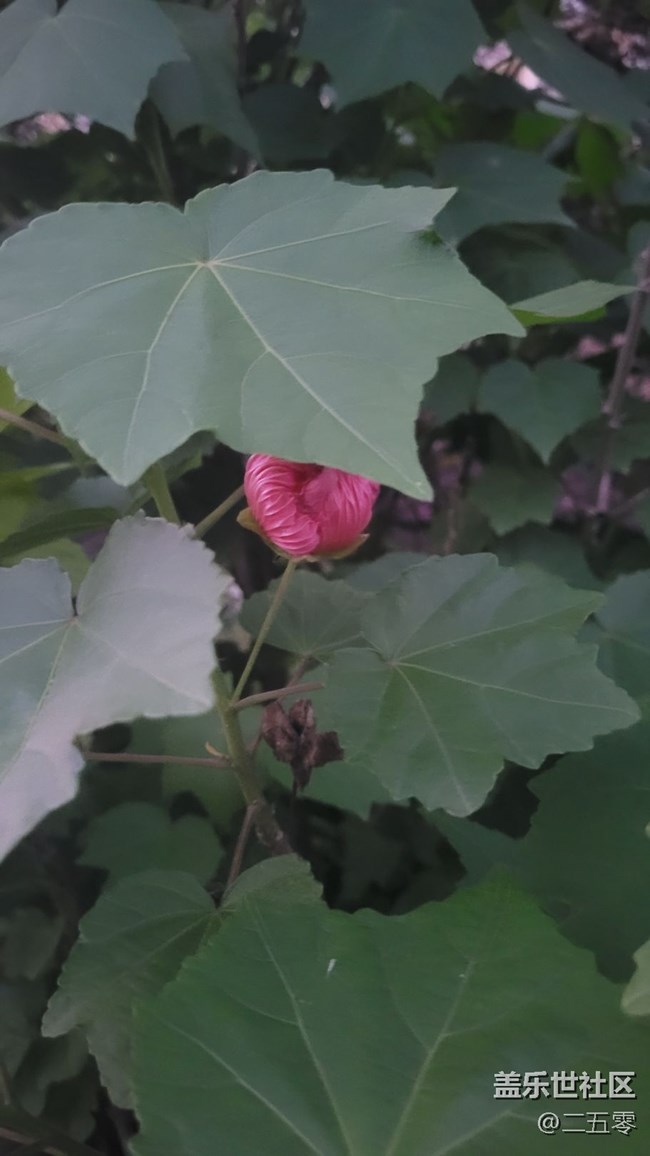 【初夏味道】夜拍花骨朵